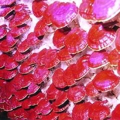 pecsetviaszgomba.jpg pecsetviaszgomba.jpg